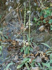 Piperia elongata Plant